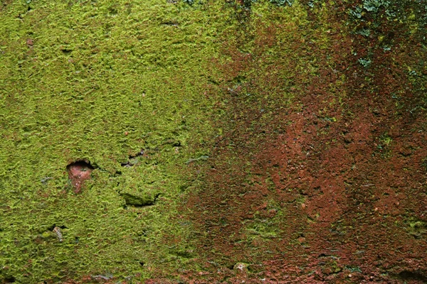 Фон старой кирпичной стены покрыт мхом — стоковое фото