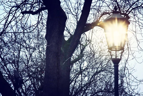 Klasik sokak lambası ve kışın alacakaranlıkta çıplak ağaçlar — Stok fotoğraf
