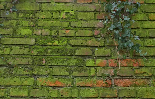 Achtergrond van oude bakstenen muur bedekt met mos — Stockfoto