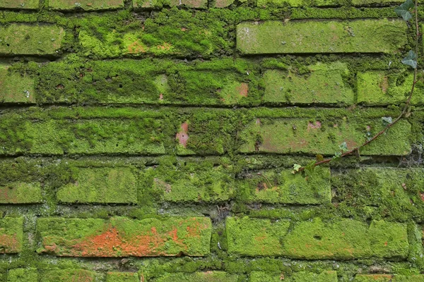 Background of old brick wall covered with moss — 스톡 사진