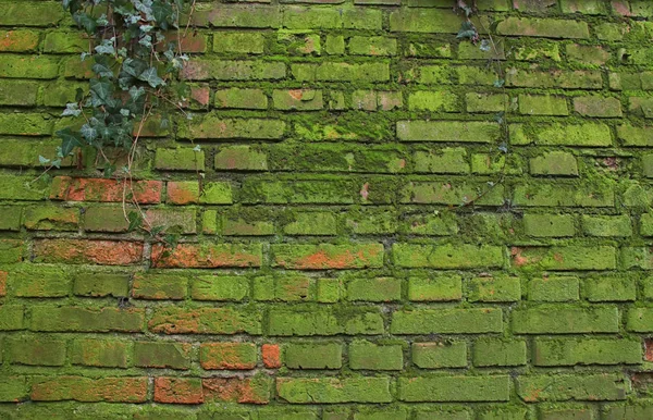 Background of old brick wall covered with moss — 스톡 사진