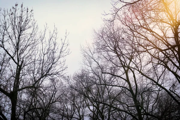 Suda yansıyan kış ağaçları — Stok fotoğraf