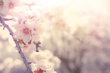 Bahar kiraz çiçekleri ağacının arka planı. seçici odak