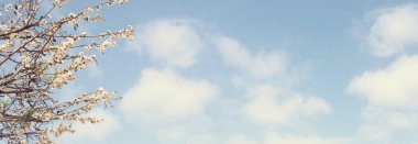 Bahar kiraz çiçekleri ağacının arka planı. seçici odak