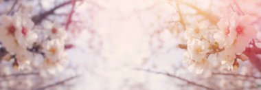 Bahar kiraz çiçekleri ağacının arka planı. seçici odak