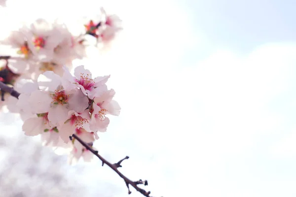 Hintergrund des Frühlings Kirsche blüht Baum. Selektiver Fokus — Stockfoto