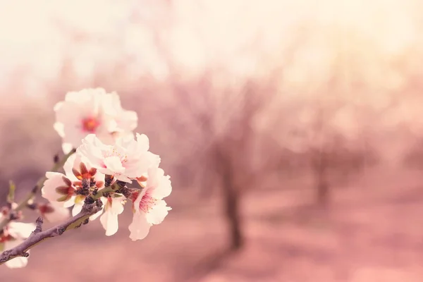 Фон весняного вишневого квітучого дерева. вибірковий фокус — стокове фото