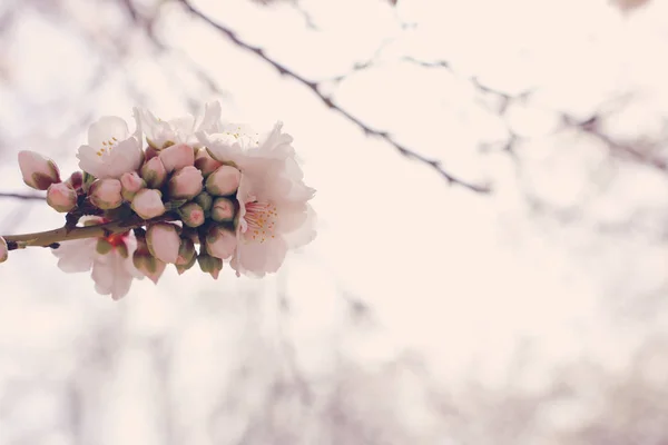 Bakgrund av våren körsbär blommor träd. selektivt fokus — Stockfoto