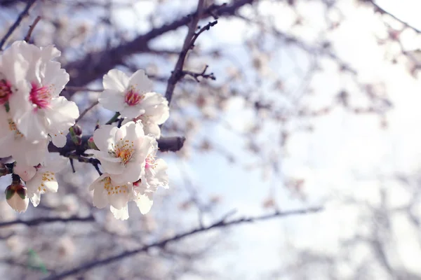 Fondo del árbol de flores de cerezo de primavera. enfoque selectivo — Foto de Stock