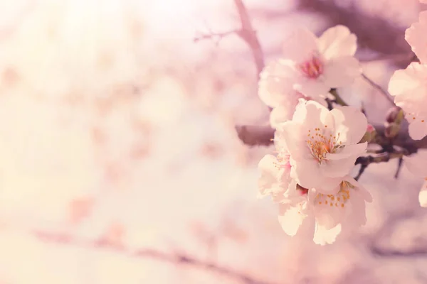 Pozadí jarních třešňových květů. selektivní zaměření — Stock fotografie