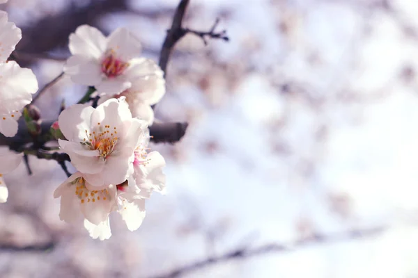 Background of spring cherry blossoms tree. selective focus Stock Picture