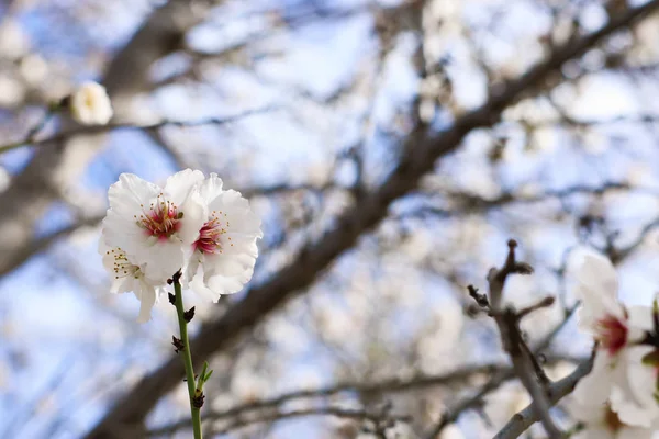 Hintergrund des Frühlings Kirsche blüht Baum. Selektiver Fokus — Stockfoto