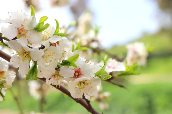 Sfondo di albero di fiori di ciliegio di primavera. focus selettivo — Foto Stock