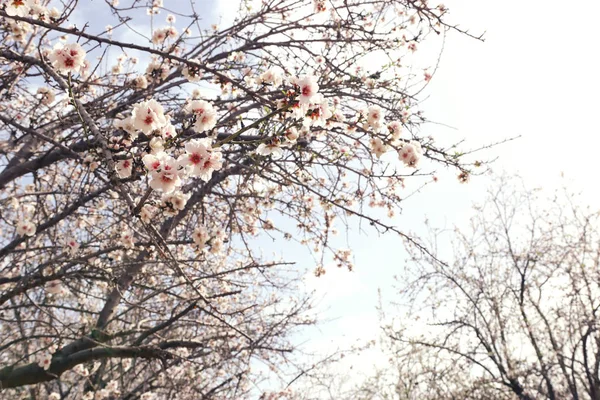 Tło wiosennego drzewa wiśniowego. ukierunkowanie selektywne — Zdjęcie stockowe