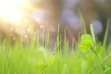 Bulutlu mavi gökyüzüne karşı taze çimlerin alçak açılı görüntüsü. özgürlük ve yenilenme kavramı