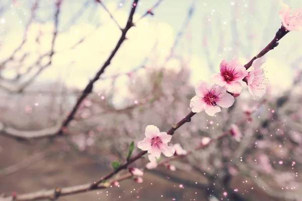 Fond de fleur de printemps arbre avec de belles fleurs roses. focus sélectif — Photo