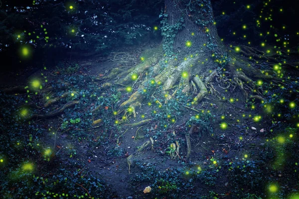 Streszczenie i magiczne obrazy Firefly lotu w nocy w lesie — Zdjęcie stockowe