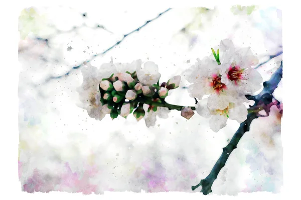 Aquarel stijl en abstracte afbeelding van kersenboom bloemen — Stockfoto