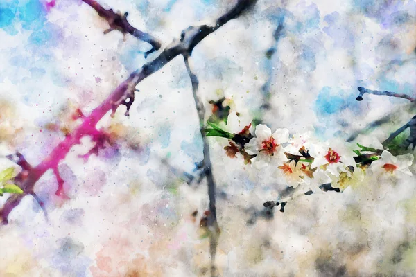 Aquarel stijl en abstracte afbeelding van kersenboom bloemen — Stockfoto