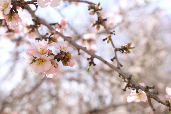 Bakgrund av våren körsbär blommor träd. selektivt fokus — Stockfoto