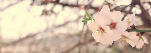 Fondo del árbol de flores de cerezo de primavera. enfoque selectivo —  Fotos de Stock