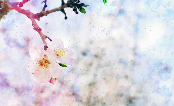 水彩風と桜の花の抽象的なイメージ — ストック写真