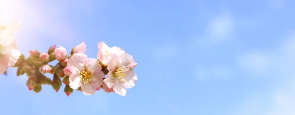 春の桜の木の背景。選択的焦点 — ストック写真