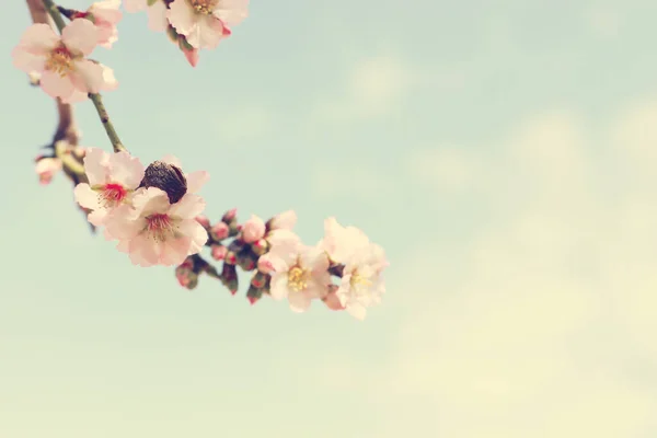 Фон весняного вишневого квітучого дерева. вибірковий фокус — стокове фото
