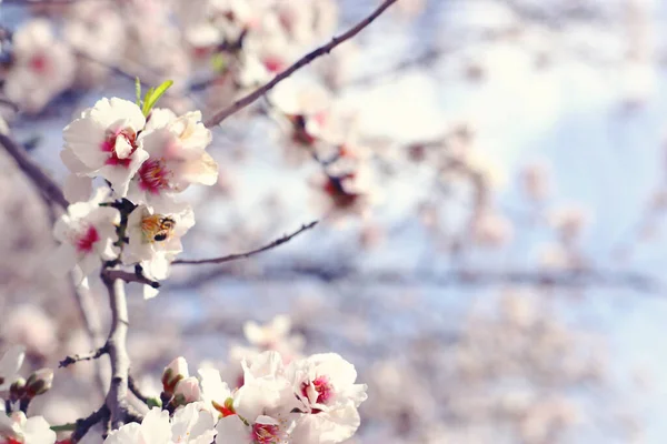 Sfondo di albero di fiori di ciliegio di primavera. focus selettivo — Foto Stock