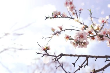 Bahar kiraz çiçekleri ağacının arka planı. seçici odak