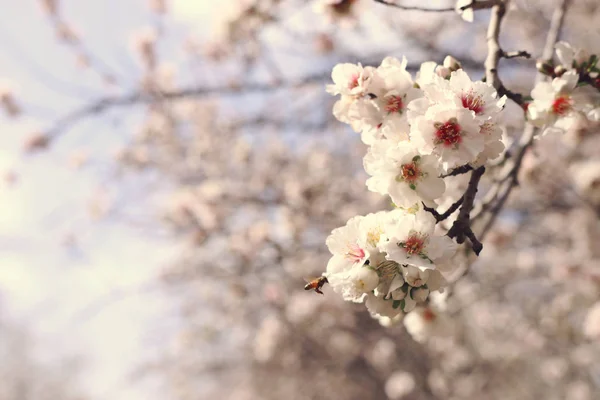 Fondo del árbol de flores de cerezo de primavera. enfoque selectivo —  Fotos de Stock