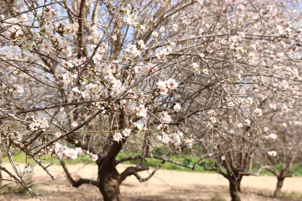 Fondo del árbol de flores de cerezo de primavera. enfoque selectivo — Foto de Stock