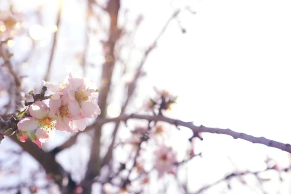 Fond de fleurs de cerisier de printemps arbre. focus sélectif — Photo