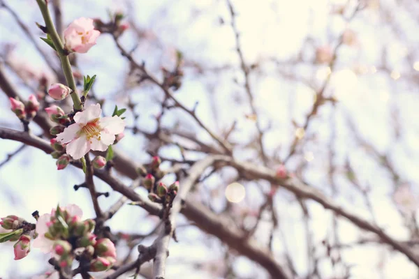 Fundo da árvore de flores de cereja de primavera. foco seletivo — Fotografia de Stock