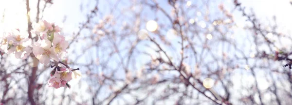 Fond de fleurs de cerisier de printemps arbre. focus sélectif — Photo