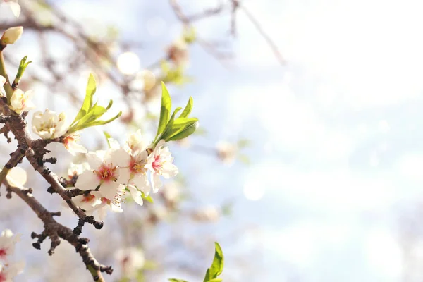 Tło wiosennego drzewa wiśniowego. ukierunkowanie selektywne — Zdjęcie stockowe