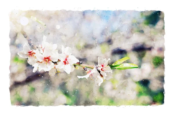 Aquarel stijl en abstracte afbeelding van kersenboom bloemen — Stockfoto