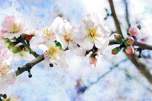 수채화 스타일과 벚꽃 꽃의 추상 이미지 — 스톡 사진
