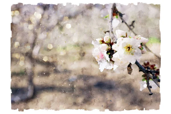 Aquarell-Stil und abstraktes Bild von Kirschbaumblüten — Stockfoto