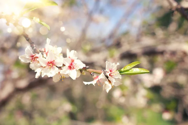 Hintergrund des Frühlings Kirsche blüht Baum. Selektiver Fokus — Stockfoto