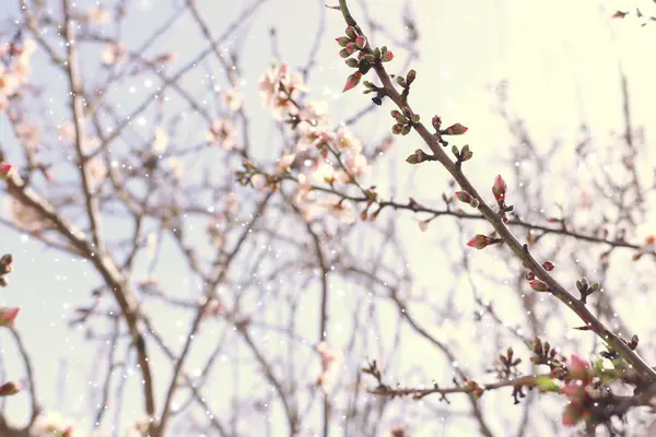 Bahar kiraz çiçekleri ağacının arka planı. seçici odak — Stok fotoğraf
