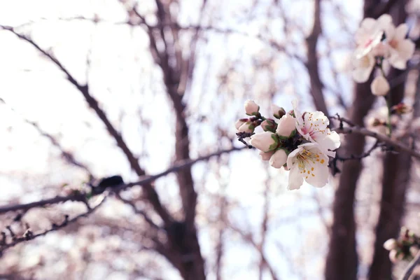 Fondo del árbol de flores de cerezo de primavera. enfoque selectivo —  Fotos de Stock