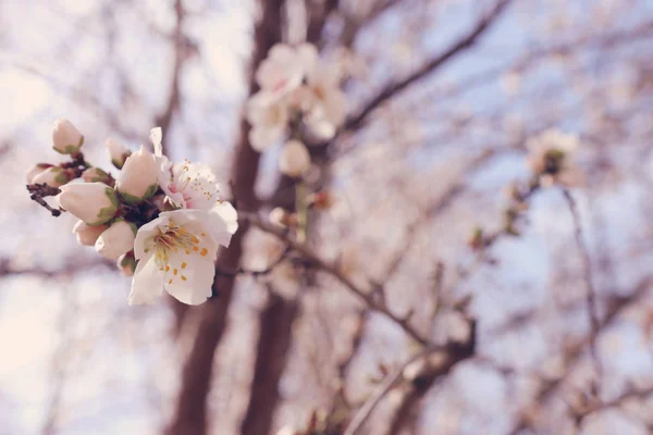 Background of spring cherry blossoms tree. selective focus — Stock Photo, Image