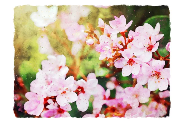 Aquarel Stijl Illustratie Van Roze Veld Bloemen — Stockfoto