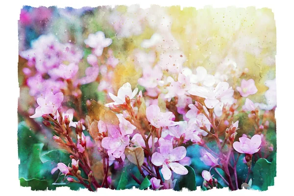 粉红野花水彩画 — 图库照片