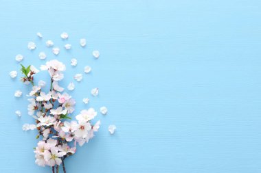 photo of spring white cherry blossom tree on pastel blue wooden background. View from above, flat lay clipart