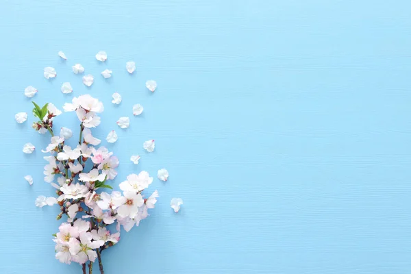 パステル ブルーの木製の背景に春の白い桜の木の写真 上からの眺め フラット横たわっていた — ストック写真