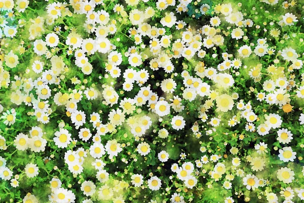 Watercolor Style Illustration White Daisy Flowers Field — Stock Photo, Image