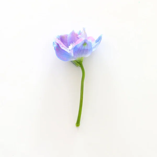 Frühling Blau Mit Lila Blume Isoliert Auf Weißem Hintergrund — Stockfoto
