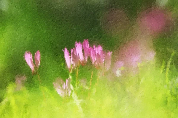 Elvont Háttér Olajfestmény Stílus Ciklámen Virágok Virágzik Erdőben — Stock Fotó